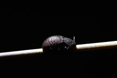 Heterotarsus pustulifer