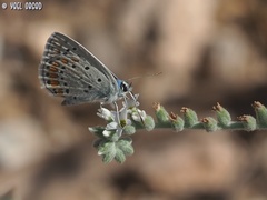 Polyommatus icarus