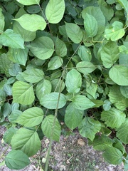 Hylodesmum glutinosum