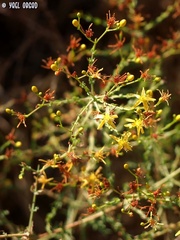 Hypericum triquetrifolium