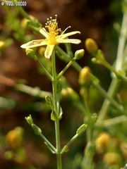 Hypericum triquetrifolium