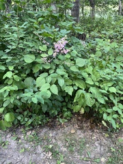 Hylodesmum glutinosum