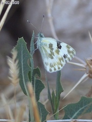 Pontia daplidice