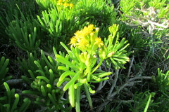 Senecio sarcoides