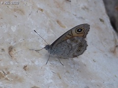 Lasiommata maera