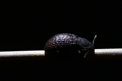 Heterotarsus pustulifer