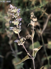 Nepeta curviflora