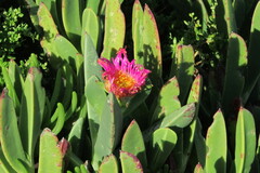 Carpobrotus quadrifidus