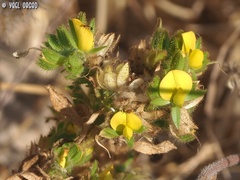 Ononis pubescens