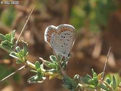 Polyommatus icarus