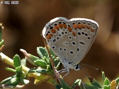 Polyommatus icarus