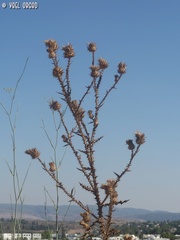 Onopordum cynarocephalum
