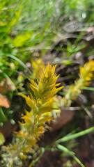 Castilleja flava