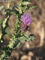 Onopordum cynarocephalum