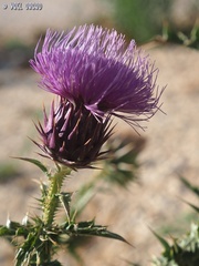 Onopordum cynarocephalum