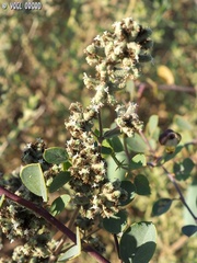 Origanum syriacum
