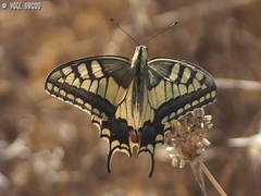 Papilio machaon