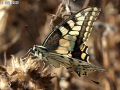 Papilio machaon