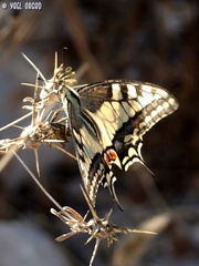 Papilio machaon