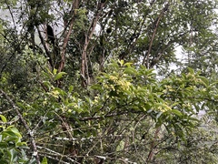 Euonymus carnosus