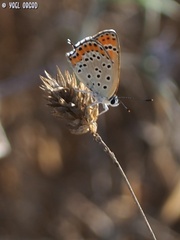 Lycaena thersamon