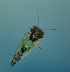 Cacopsylla pulchella