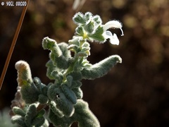 Salvia dominica