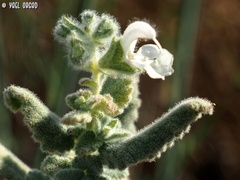 Salvia dominica