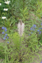 Plantago urvillei