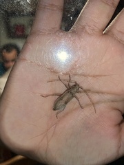 Eburia mutica