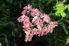 Limonium peregrinum
