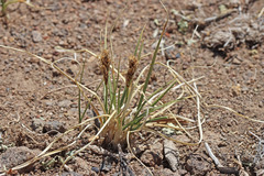 Carex occidentalis