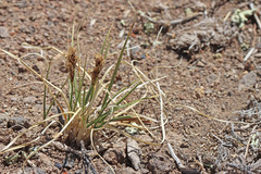 Carex occidentalis