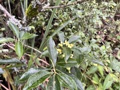 Euonymus carnosus