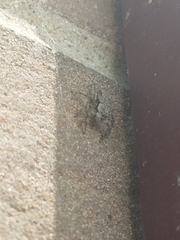 Platycryptus undatus