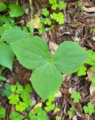 Trillium ovatum