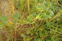 Indigofera oxalidea