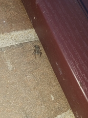 Platycryptus undatus