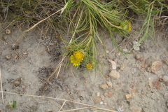 Geigeria burkei