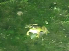 Pelophylax plancyi