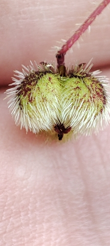 Image of Tragia volubilis by no rights reserved