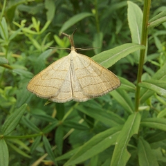 Polypogon tentacularia