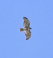 Buteo jamaicensis