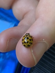 Harmonia axyridis
