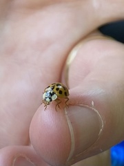 Harmonia axyridis