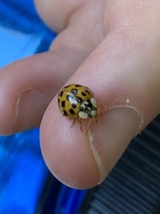 Harmonia axyridis