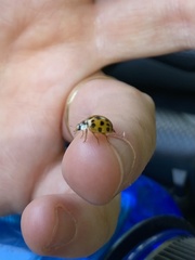 Harmonia axyridis