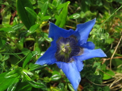 Gentiana acaulis