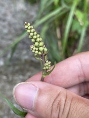 Stenanthium leimanthoides