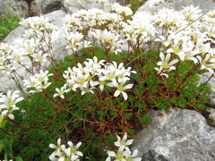 Saxifraga canaliculata